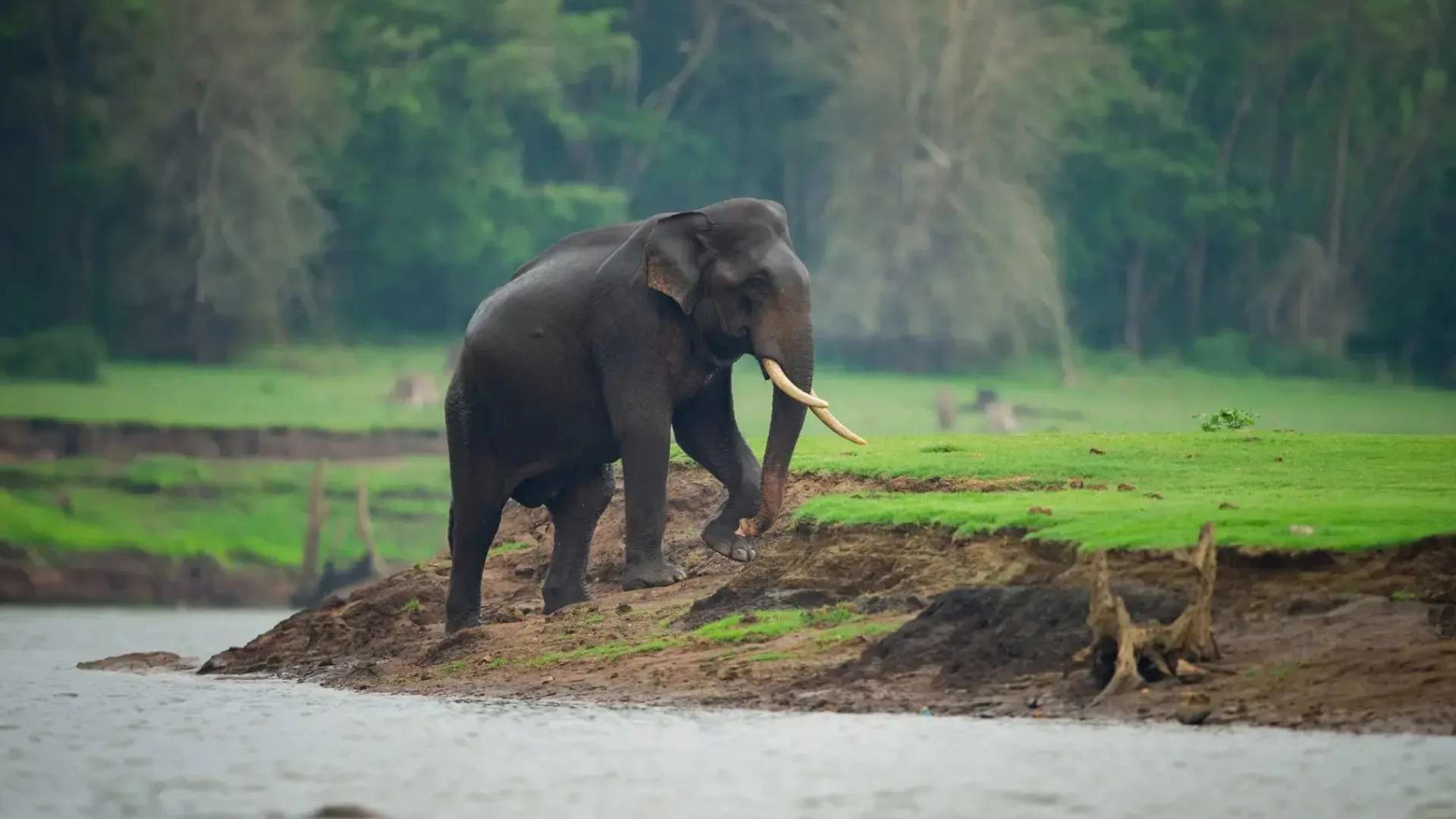 Kabini